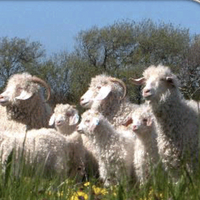 Angora Goats