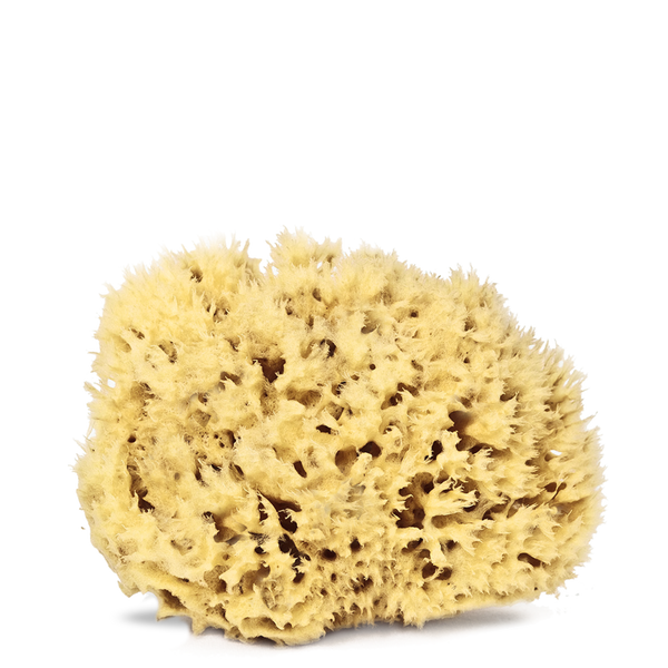 Real World Natural Sea Sponge